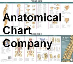 Anatomical Chart Company Anatomical Chart Company